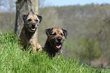 BORDER TERRIER 097